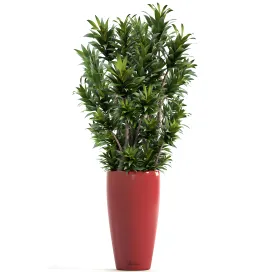 Dracaena